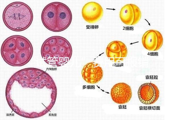 “試管嬰兒”費(fèi)用可報銷！11月1日起，患者可在柳人醫(yī)享受新政迎“好孕”