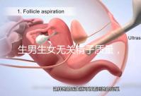 生男生女無關(guān)精子質(zhì)量,分享成功懷男孩的4個(gè)細(xì)節(jié)經(jīng)驗(yàn)