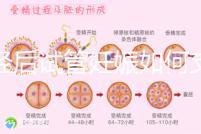 絕經(jīng)后試管妊娠如何支持黃體戳,醫(yī)生:掌握時間很重要
