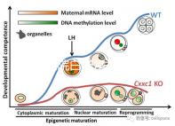 華西醫院白帶常規費用真心貴，事后不憑醫保報銷虧大發