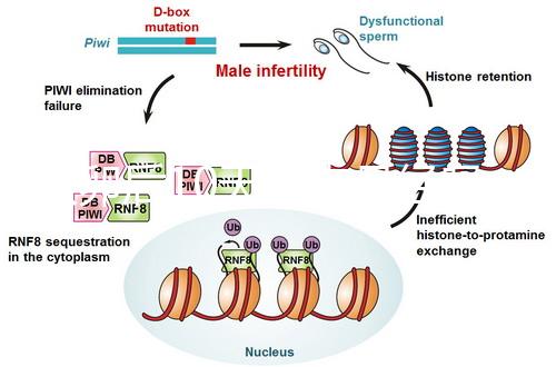 取卵后10天會來月經(jīng)嗎？快拿小本本記好準確時間