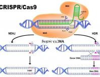北醫(yī)三院做試管，自然周期鮮胚移植成功率是多少？