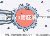 別糾結4ca囊胚解凍復蘇最早幾天能測出了，著床率先了解下