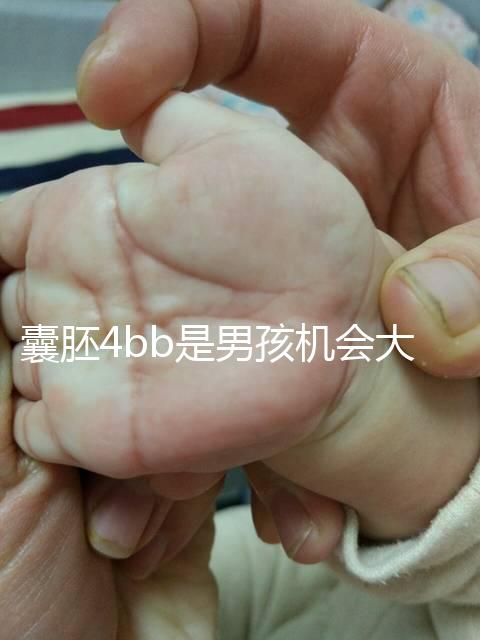 囊胚4bb是男孩機會大嗎？生男生女概率都只有50%