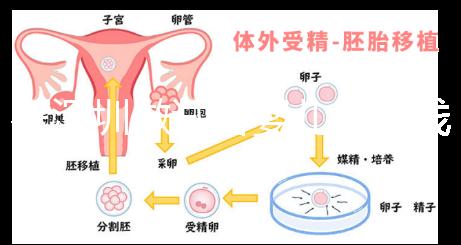 在深圳做試管嬰兒多少錢一次？各大醫(yī)院成功率及費(fèi)用看這里