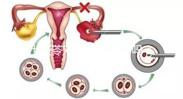 土茯苓對卵泡有影響嗎？可以調經分析嗎？看完就清楚了