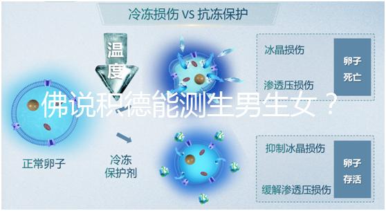 佛說積德能測生男生女?60秒說清楚胎兒性別是否天注定