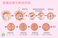促排第十一天金秀兒灰印、白板均有希望，抽血hcg2懷孕懸