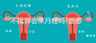 不排卵會(huì)來(lái)月經(jīng)嗎?據(jù)悉并不會(huì)推遲大姨媽的到來(lái)
