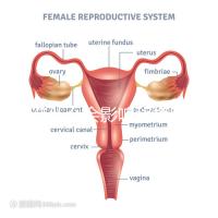 不造什么會影響移植窗口期的結(jié)果戳,時(shí)間不對著床懸乎