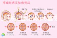 三門峽哪里能做試管嬰兒?從經歷談成功率和費用