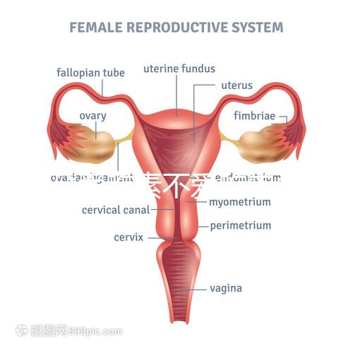 懷孕愛吃素不愛吃肉多半是女兒？幾率究竟多大進來一看便知
