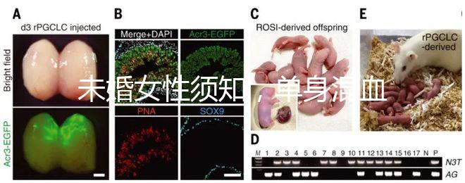 未婚女性須知，單身混血試管不是你想做就能做！