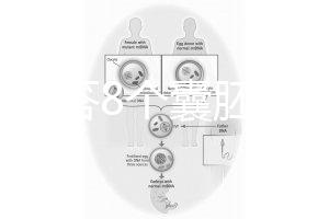 如何回答8個囊胚的三代篩查淘汰率？剩下幾篇文章可以說清楚