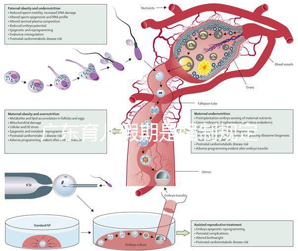 廣東育兒假期是強制規定！深圳包不包括雙休日這均有答復