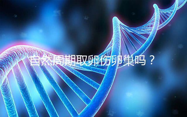 自然周期取卵傷卵巢嗎？對女性的這3大影響不能忽視