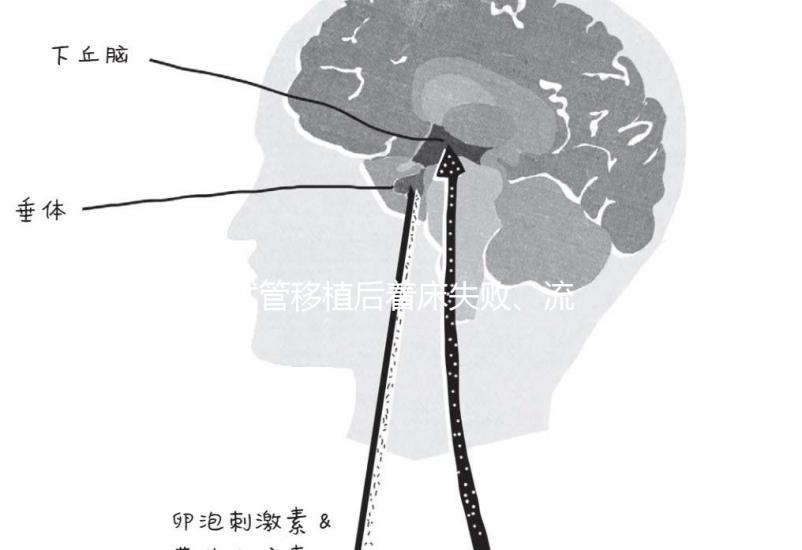 試管移植后著床失敗、流產？可能是“封閉抗體”出了問題