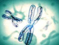 試管移植后21天能吃玉米嗎？孕婦多吃能減少便秘？