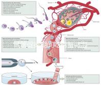試管促排期間吃螃蟹卵泡不長了？食用后究竟會怎樣一看便知