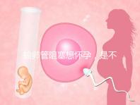 輸卵管阻塞想懷孕，是不是只能做試管嬰兒？