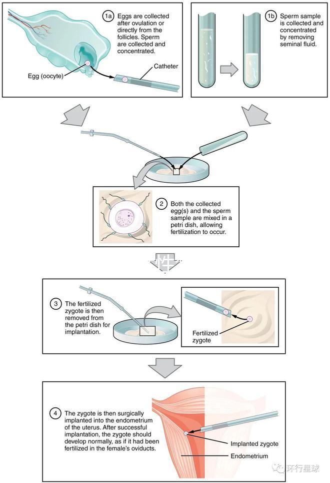 貴陽(yáng)單身女性禁止凍卵?持“三證”已婚女性就能凍卵