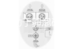 跳繩有助于卵泡破裂嗎？4種有效手段值得入手
