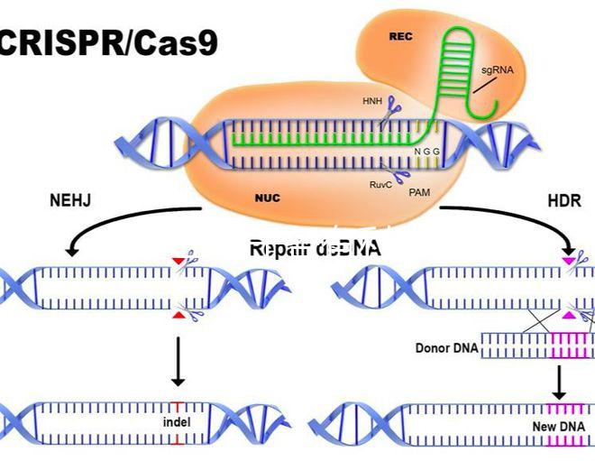 45歲生孩子各有利弊，對比優(yōu)缺點(diǎn)就知道好不好！