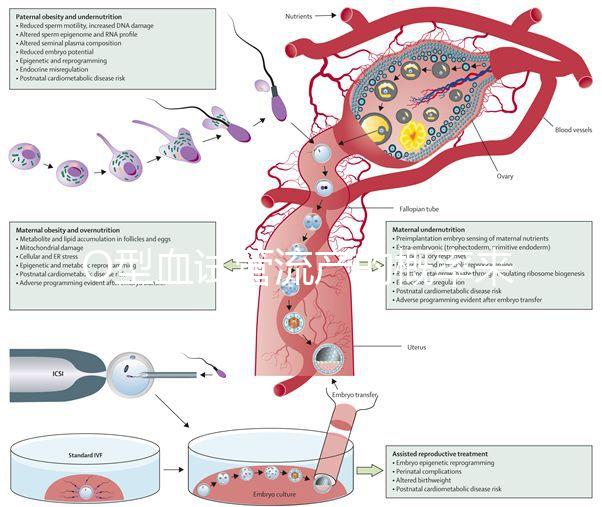 O型血試管流產的概率來了，不知道該怎么辦