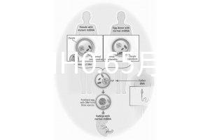 33歲AMH0.65月經正常能做試管嬰兒嗎？